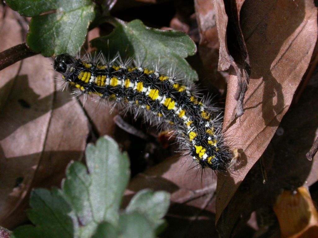 Callimorpha dominula larva